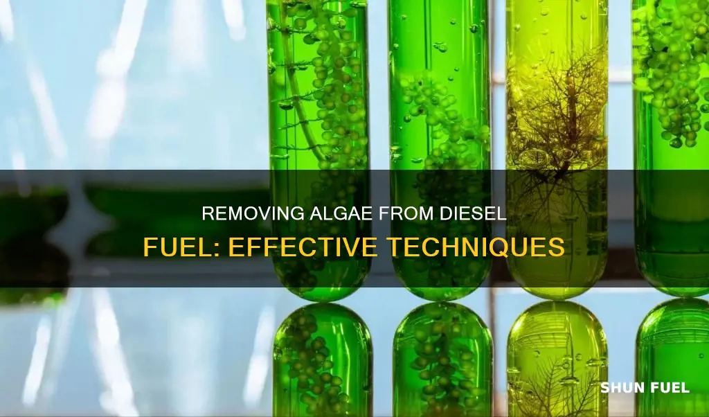 how do you get algae out of diesel fuel