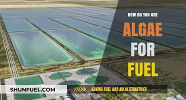 Harnessing Algae Power: Sustainable Fuel Production and Green Energy Solutions