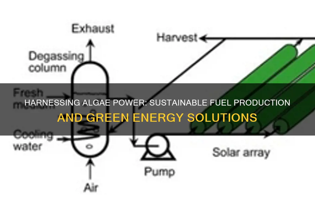 how do you use algae for fuel