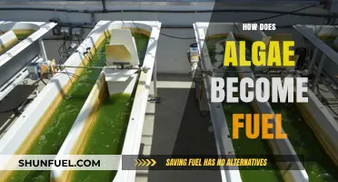 From Pond Scum to Power: How Algae Becomes Sustainable Fuel