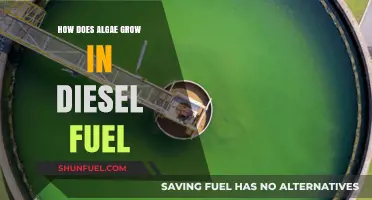 Algae Growth in Diesel Fuel: Understanding the Process