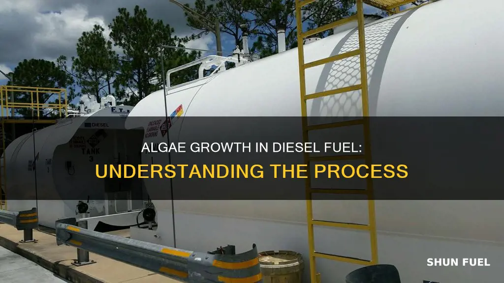 how does algae grow in diesel fuel