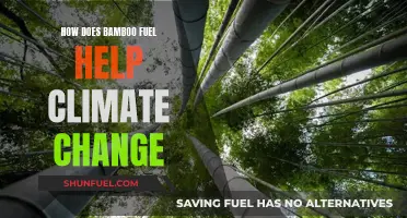 Bamboo Fuel: A Climate Change Solution?