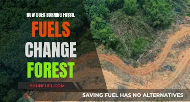 The Impact of Fossil Fuels on Forests