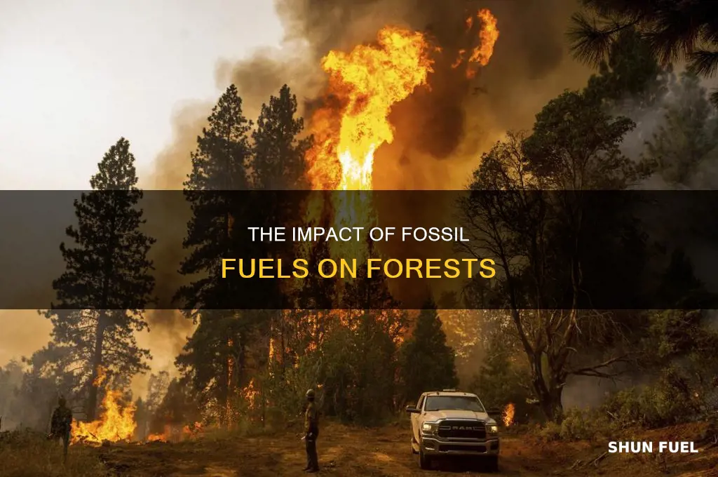 how does burning fossil fuels change forest