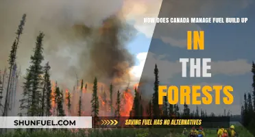 Canada's Forest Fuel Management: Strategies to Prevent Wildfires