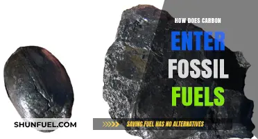 The Origin of Fossil Fuels: Carbon's Ancient Journey