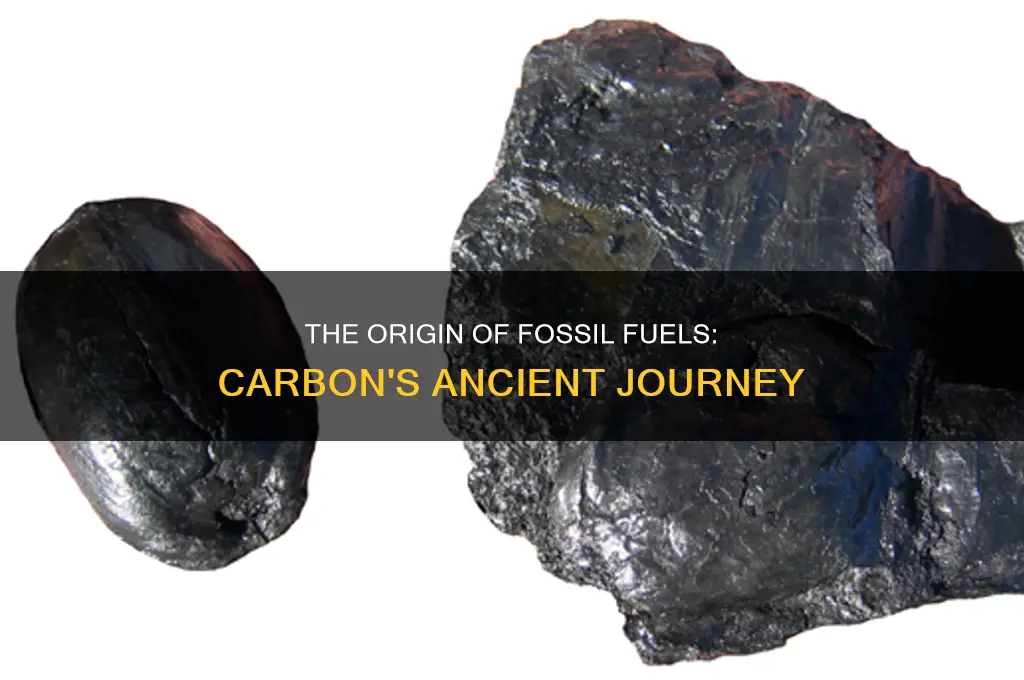 how does carbon enter fossil fuels
