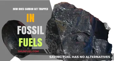 The Evolution of Carbon Trapped in Fossil Fuels