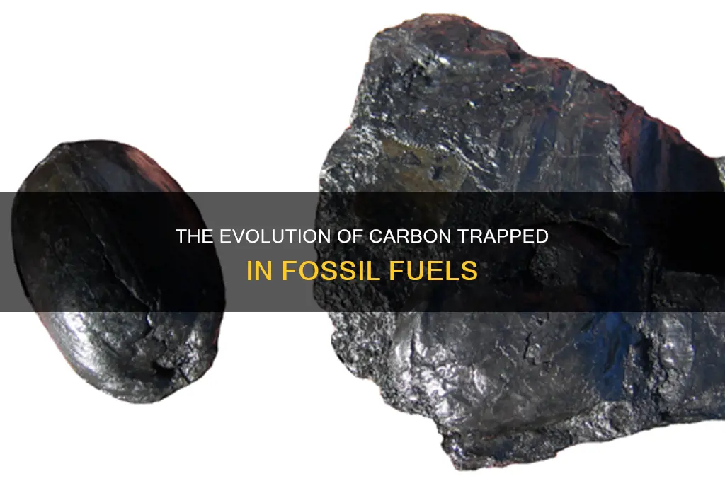 how does carbon get trapped in fossil fuels