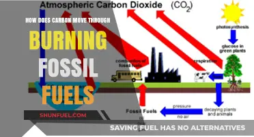 The Carbon Cycle: Fossil Fuels' Impact
