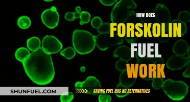 How Forskolin Fuel Works: Unlocking Weight Loss and Energy Benefits