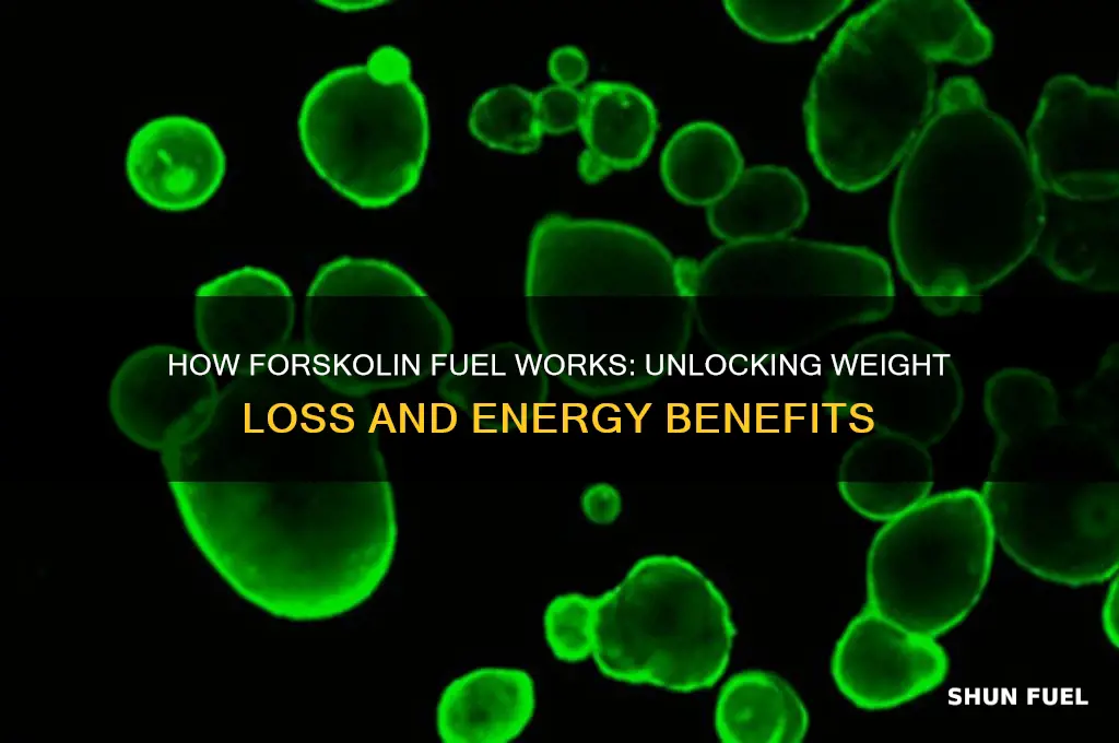 how does forskolin fuel work