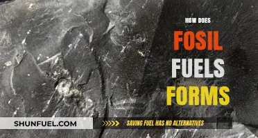 Unveiling the Ancient Process: How Fossil Fuels Form Over Millennia