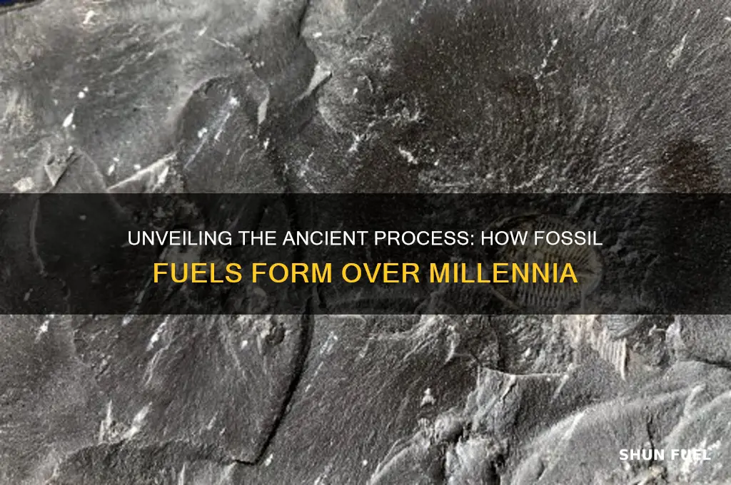 how does fosil fuels forms