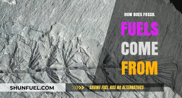 The Ancient Origins of Fossil Fuels: A Journey Through Time