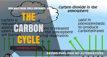 Fossil Fuels' Role in Disrupting the Natural Carbon Cycle Explained