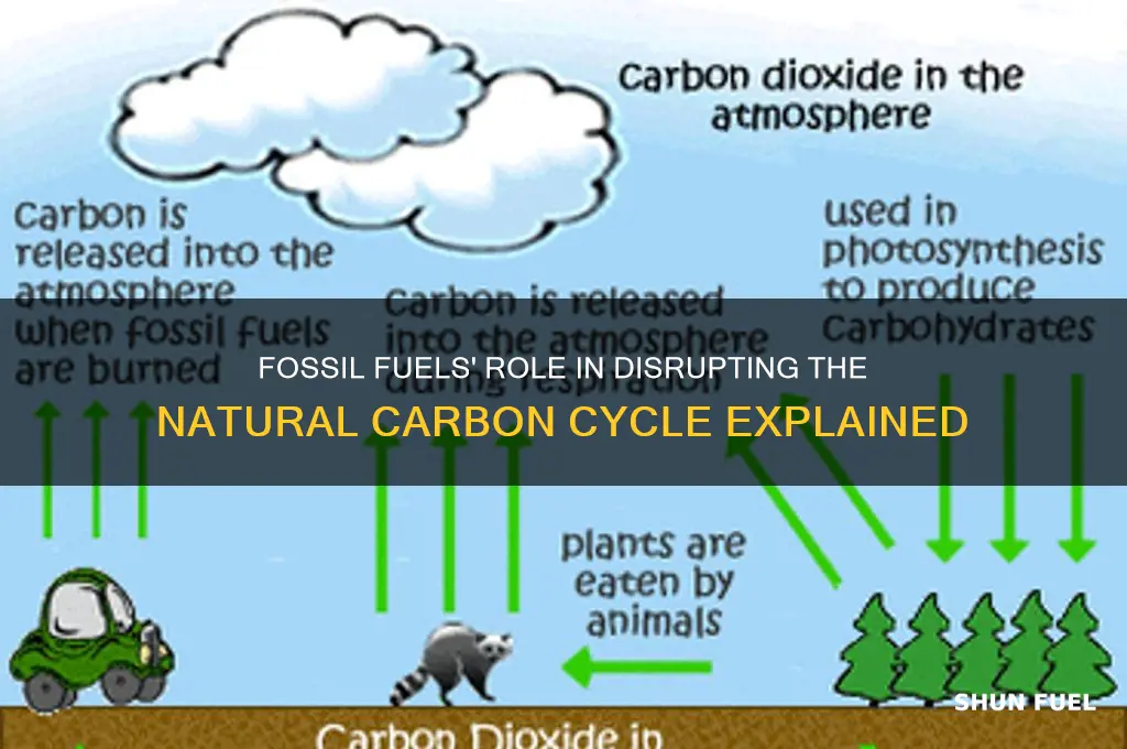 how does fossil fuels contribute to the carbon cycle