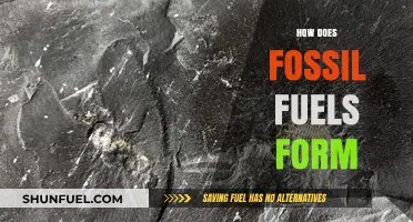 Unveiling the Ancient Process: How Fossil Fuels Form Over Millennia