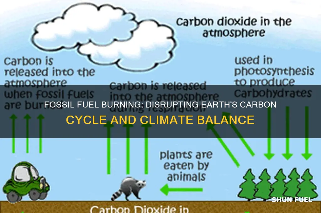 how does humans burning fossil fuels affect the carbon cycle