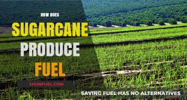 Sugarcane to Fuel: The Eco-Friendly Energy Production Process Explained