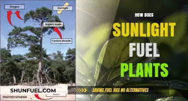 Sunlight's Power: Unlocking Plant Growth Through Photosynthesis