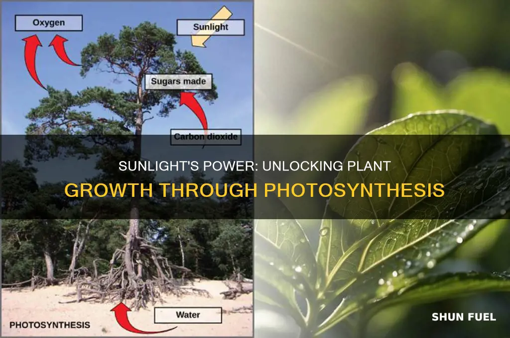 how does sunlight fuel plants