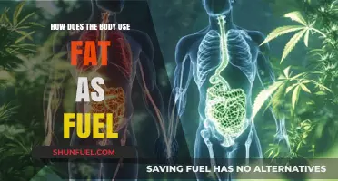 Unlocking Energy: How Your Body Burns Fat for Fuel