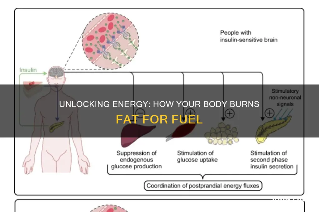 how does the body use fat as fuel