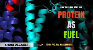How Your Body Converts Protein into Essential Energy for Daily Fuel