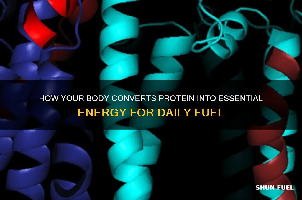 how does the body use protein as fuel
