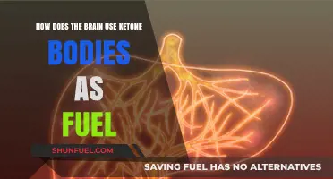Brain Power: How Ketone Bodies Fuel Cognitive Function and Energy