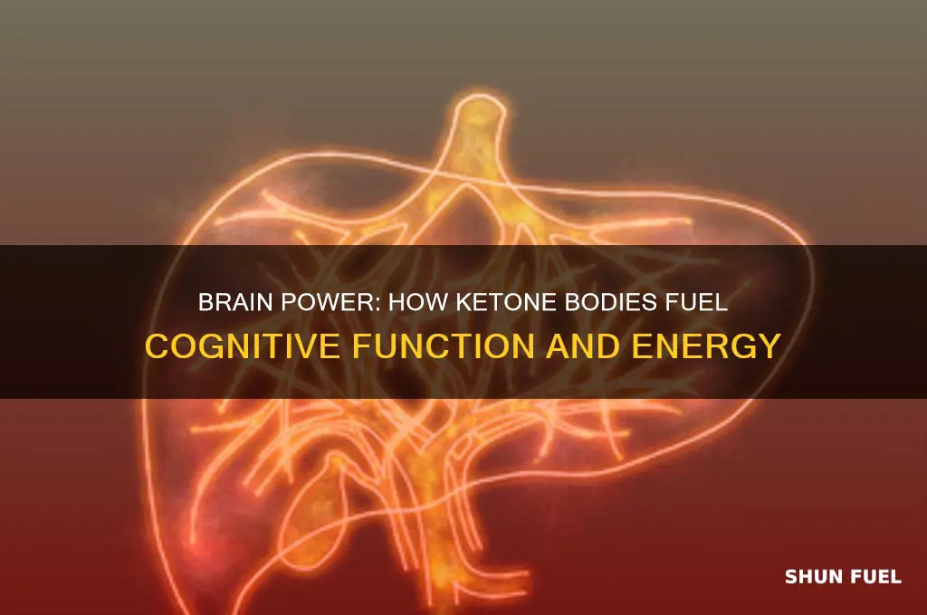 how does the brain use ketone bodies as fuel