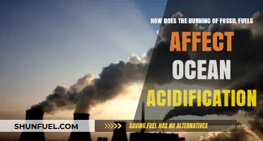 Fossil Fuel Burning's Impact on Rising Ocean Acidification Explained