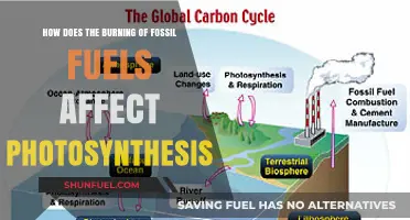 Fossil Fuel Emissions: Impeding Photosynthesis and Threatening Global Ecosystems