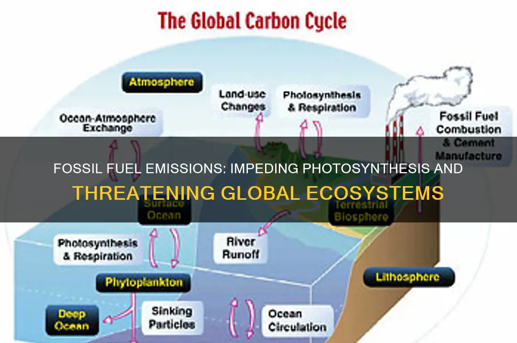 how does the burning of fossil fuels affect photosynthesis