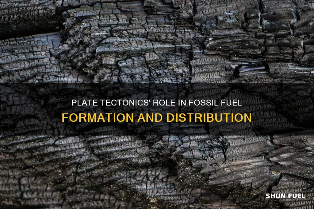 how does the plate tectonics explain fossil fuels