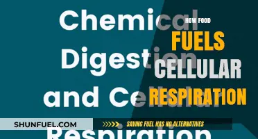 Food's Role in Powering Cellular Respiration: Energy for Life