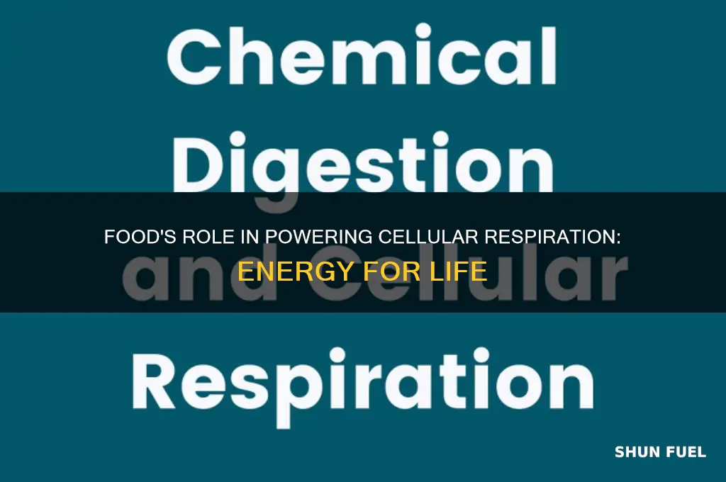 how food fuels cellular respiration