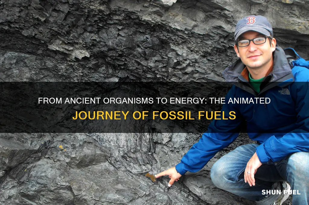 how fossil fuels are formed animation