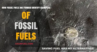 Understanding Fossil Fuel Formation and Key Examples Explained