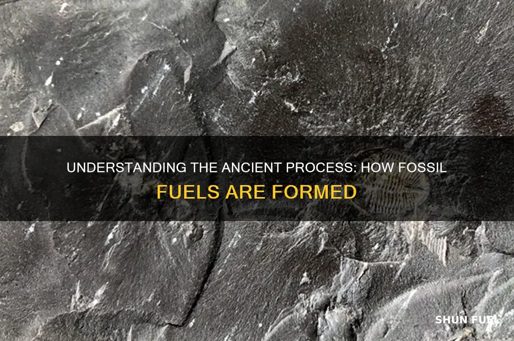 how fossil fuels are formed slideshare
