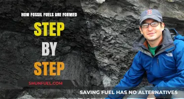 From Ancient Organisms to Energy: The Step-by-Step Formation of Fossil Fuels
