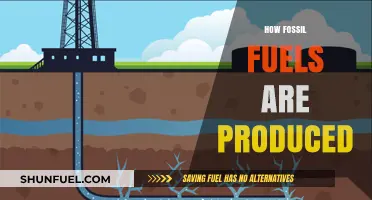 From Ancient Organisms to Energy: The Fossil Fuel Production Process