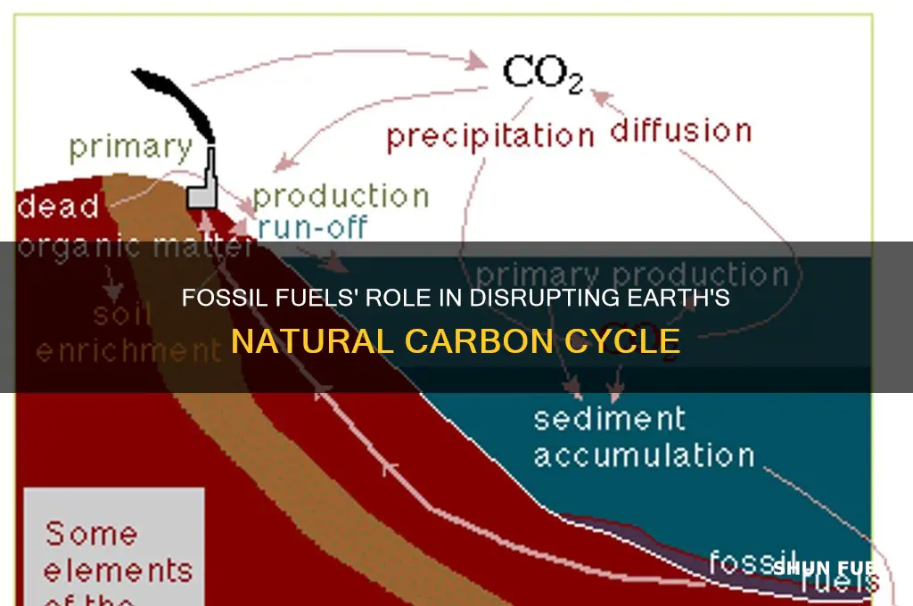 how fossil fuels fit in the carbon cycle