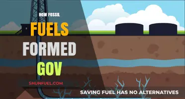 Government Insights: The Ancient Origins of Fossil Fuel Formation