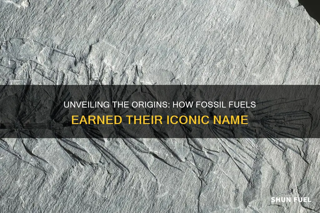 how fossil fuels get their name