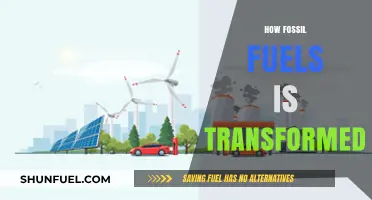 From Ancient Organisms to Energy: The Transformation of Fossil Fuels