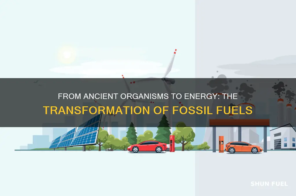 how fossil fuels is transformed
