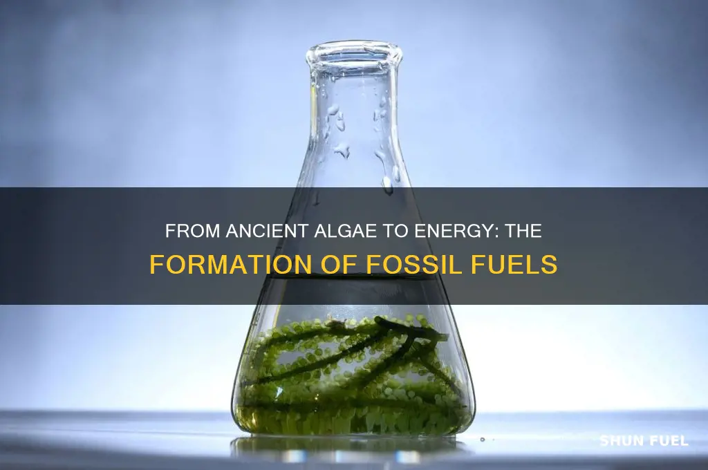 how fossil fuels were formed algae